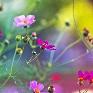 All items are from a pet free and smoke free home.